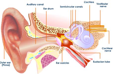 ساختار گوش انسان