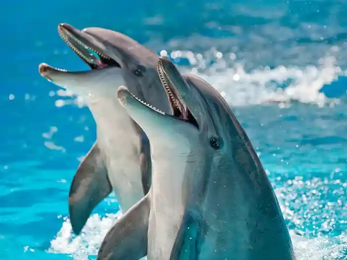 شنوایی دلفین