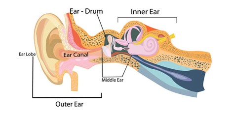 ساختار و عفونت گوش