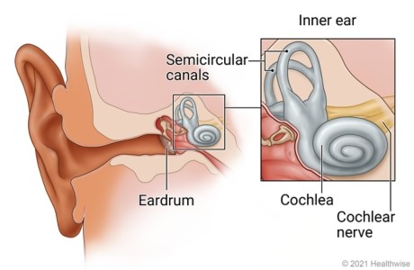 ساختار گوش و عفونت آن